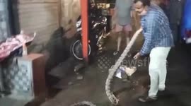 Indian rock python gets rescued from residential area in western India