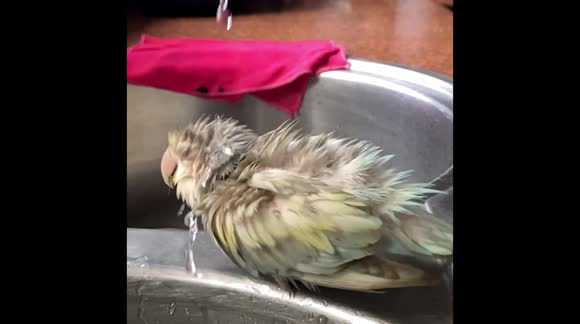 Seductive Lovebird Taking A Bath