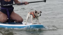 UK Dog Surfing Championships 2021 takes place in Poole, Dorset