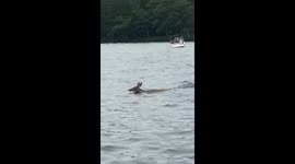 Fearless deer swim across the lake