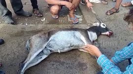 Injured black deer enters hospital premises for help in central India