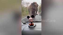 Hungry elephant holds up traffic checking cars for food