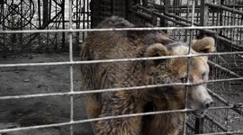 Charity campaigns for captive bear to be released after 30 YEARS in cage in Armenia