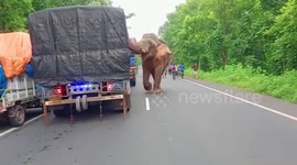 Giant tusker attempts to raid vehicles on road in eastern India