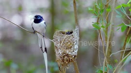 Behold the unique beauty of Madagascar’s Spiny Forest