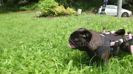 Paralysed pet pug being given new lease of life with specialist set of wheels in UK