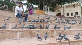 Large Group of Pigeons at the holy lake of Pushkar, Rajasthan, India on 28 July 2021.