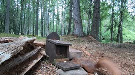 Two funny and cute young red squirrels sharing the peanut box in the Highlands of Scotland.