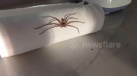 Woman screams in fear as huntsman spider takes over her toilet roll