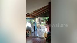 Hungry wild elephant tries to enter grocery store to search for food