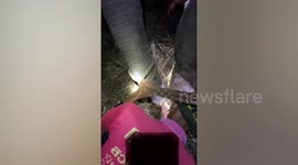 Kind villagers free elephant caught in animal trap