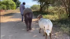 Orphaned albino elephant, Khanyisa, heads out on an adventure with her carers and companion sheep, Lammie