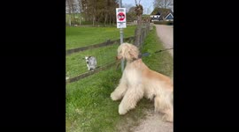 Meet the dog who is a dead ringer for LEGOLAS from Lord of the Rings – and even has the same name