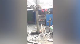 Wild monkey throws metal bowl on curious dog’s head watching it from below in Nepal