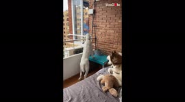 '83 Y/O Man has a Beautiful Bond with Neighbor's Dogs'