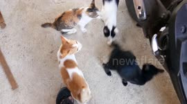 4 Cats Persuade With Licking the Owner to Give Them A Big Fried Fish