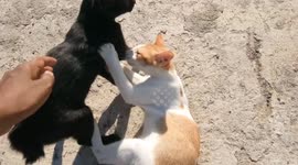 Playing With Cats Very Funny