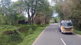 This jumbo family in South India follows the traffic rules, Waits patiently for the vehicles to move and then crosses the highway.