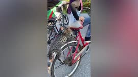 Adorable pet cat rides on the back of owner’s bicycle in Malaysia