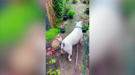Adorable pet dog and rabbit are besties as they go for a walk together in English garden