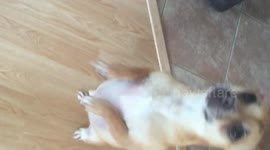 Chihuahua salsa