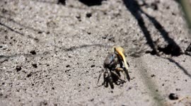 Tiny Crab Eats Smaller Bugs