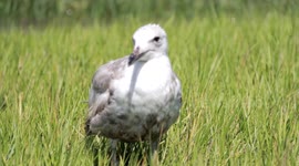 Bird is Curious Of My Camera