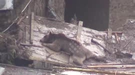 Aftermath of the Tbilisi flood zoo disaster