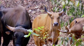 Banteng wild cattle in Thailand during drought