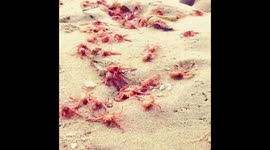 Tens of Thousands Crabs in Newport Beach