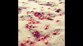 Mystery as thousands of crabs wash up on California beach