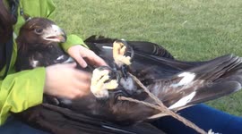 golden eagle having a relaxing time
