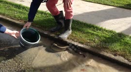 Eel swims down flooded street in New Zealand