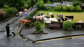Cows jump for joy at sight of fresh grass in Cumbria, UK