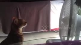 Cat uses fan to chill in French heatwave