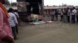 40 calves suffocating in container truck gets rescued in central India