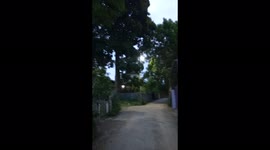 Terrifying Strong Winds as if the Trees will be Toppled by the Wind