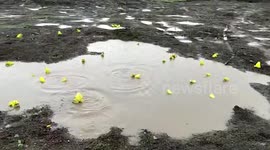Mating bullfrogs turned bright yellow are catching attention in India