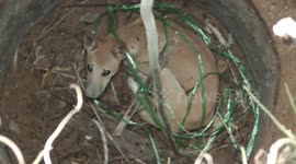 Dog rescued after 4 days in 26-foot-deep well in Indonesia