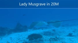 Scuba Diving with Bull Ray at LAdy Musgrave , a beautiful exemple of sinchronyse swimming