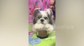 Amusing dog is overprotective of food