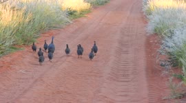 Adorable baby Guinea fowls (keets) with their guinea hen running down the road