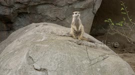 How Do Meerkats Have Fun? The San Diego Zoo Answers All of Your Questions!