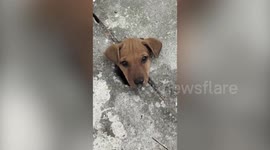 Stray dog miraculously saved from manhole