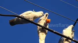 Adorable moment three cockatoos squabble over an orange in Australia