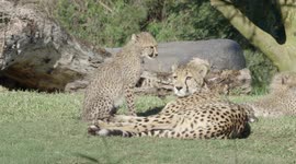 These 4 Adorable Cheetah Cubs Are Keeping Their Mom Busy