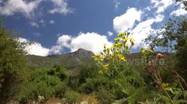 Bee flies in front of camera while filming a mountain view in 4K
