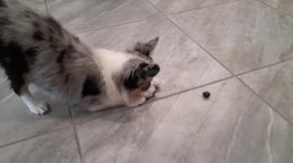 12-week-old mini Australian shepherd tries a blueberry for the first time
