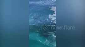 Friendly whale shark swims beside tourist boat  in the Philippines