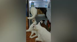 Gang of cats raid refrigerator to cool off